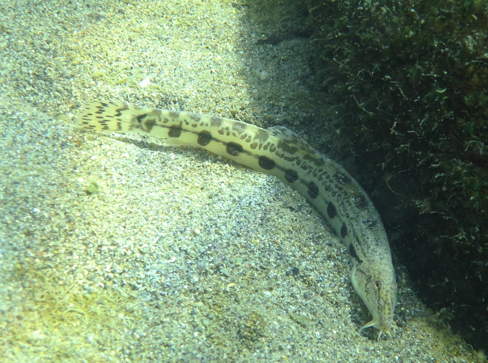 美濃　リバーダイビング　オオサンショウウオ　PADI シマドジョウ