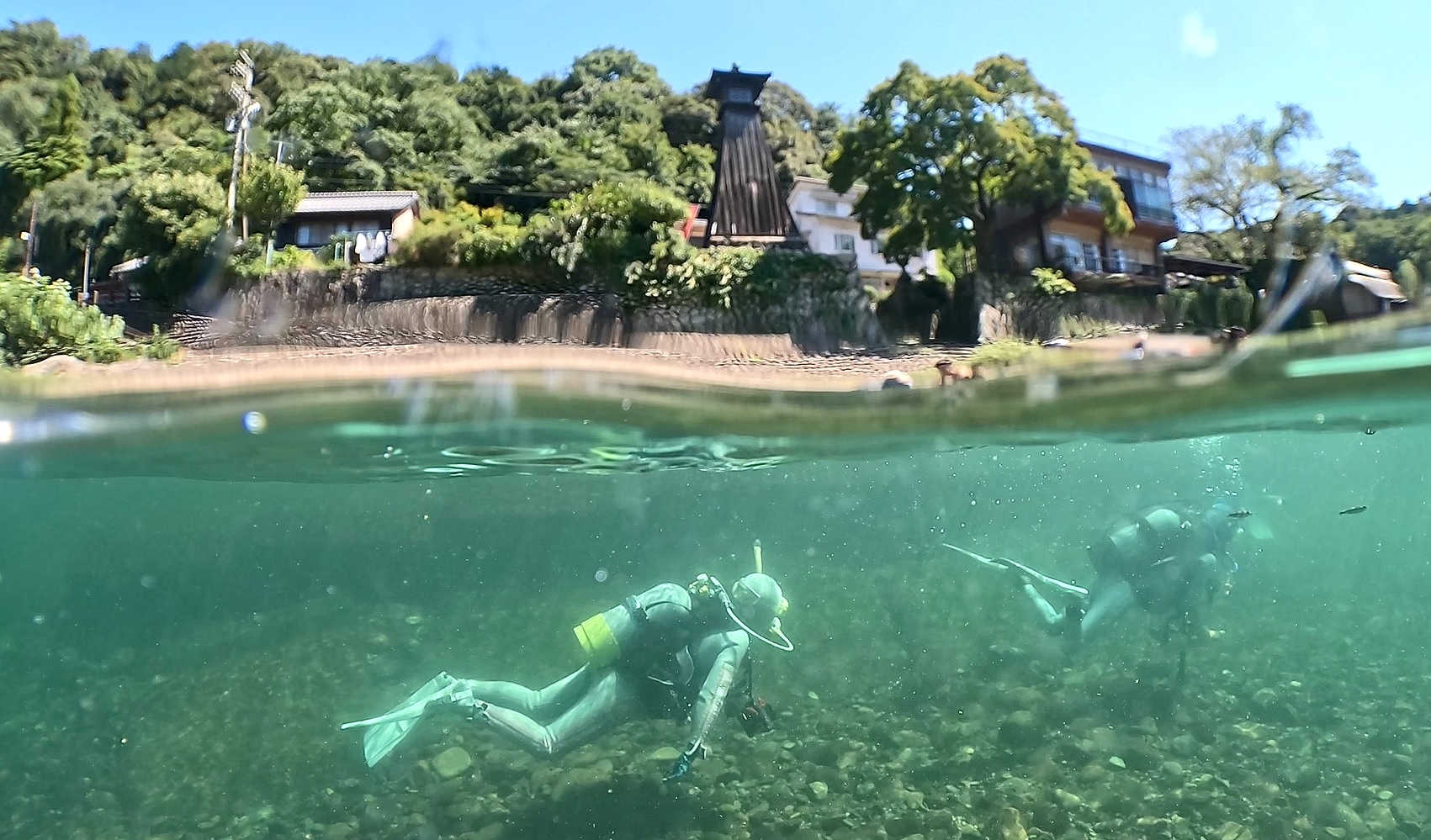 美濃　リバーダイビング　オオサンショウウオ　PADI