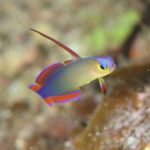 アケボノハゼ　串本　南紀　ダイビング　ツアー　神奈川　ラウト　赤鯱