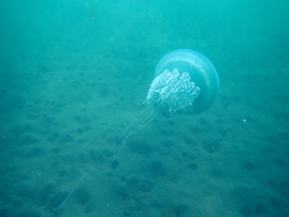 浜名湖　ダイビング　日帰り　ツアー　神奈川　ビゼンクラゲ