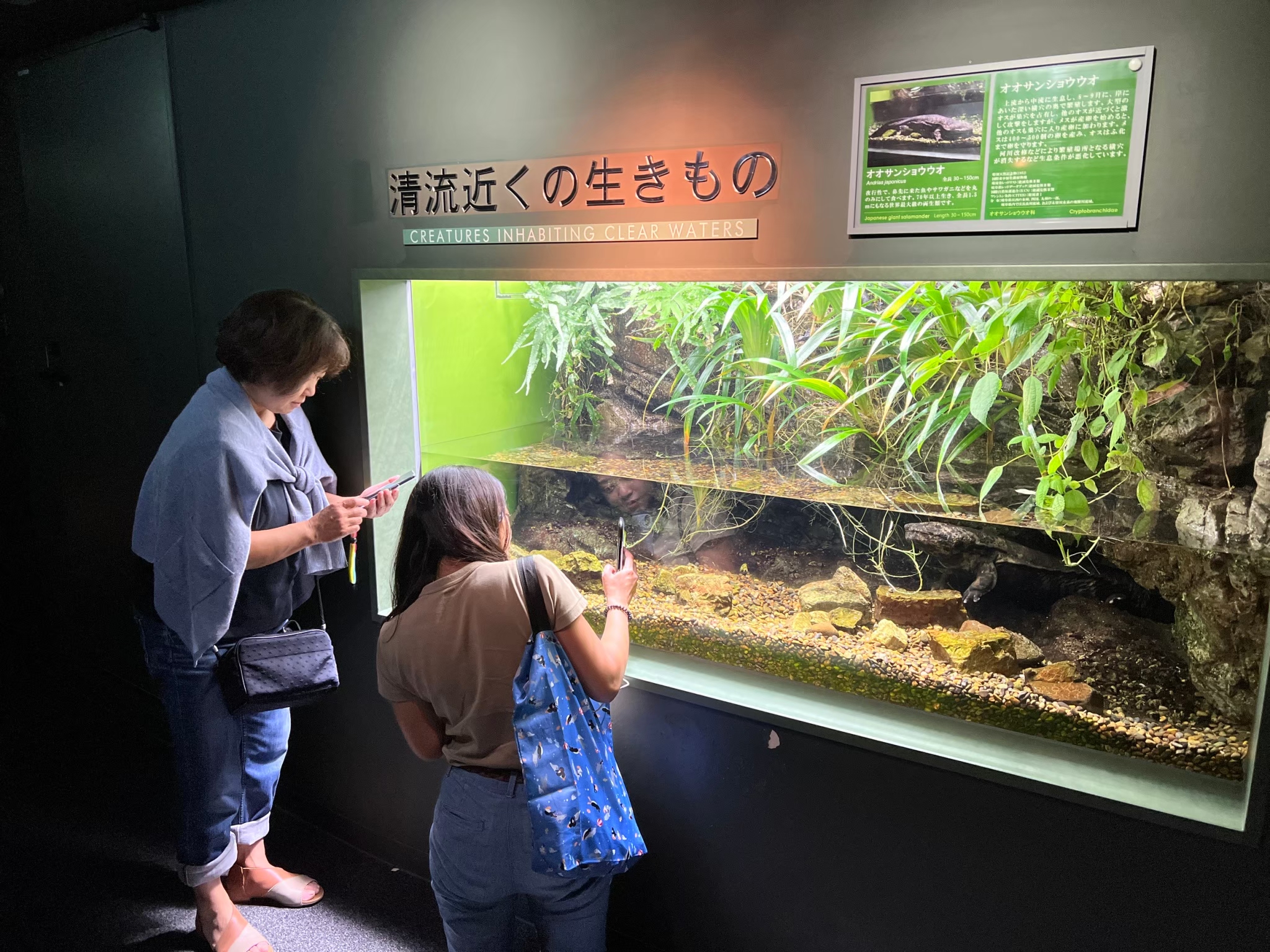 長良川　リバーダイビング　神奈川　岐阜　講習　オオサンショウウオ