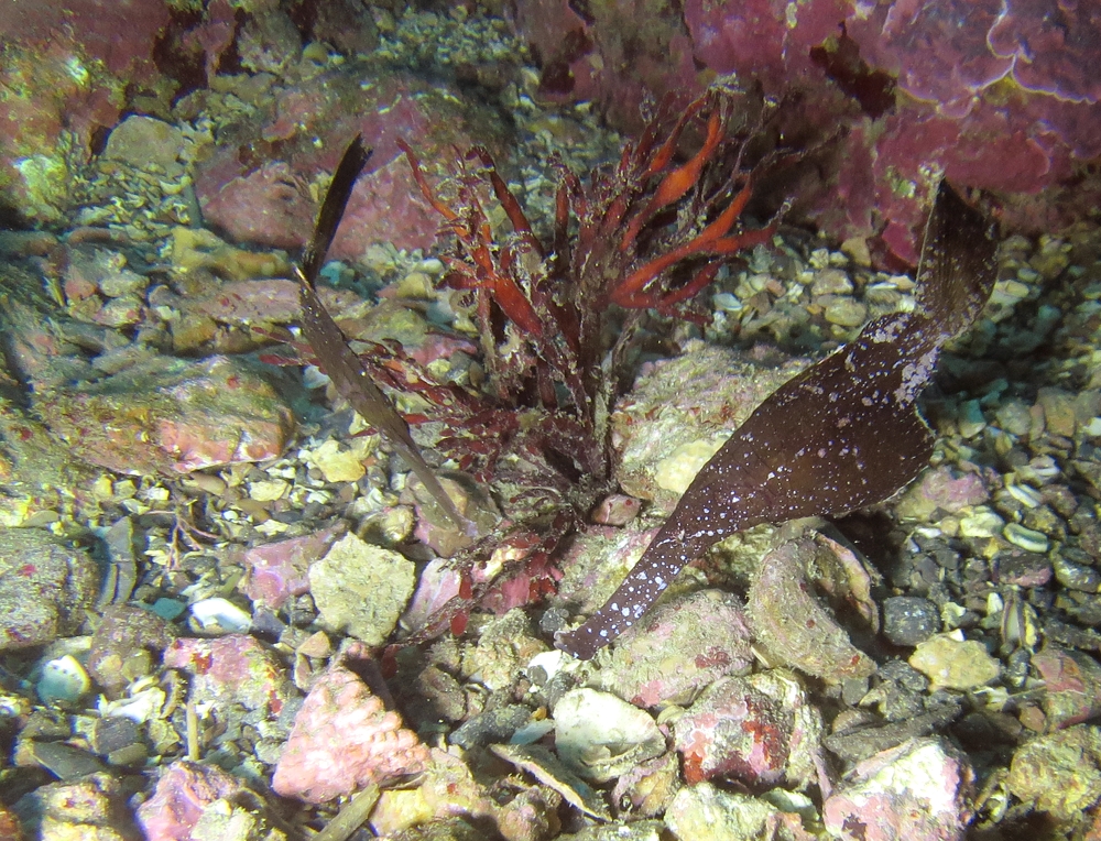 神奈川　ダイビング　日帰り　江の浦　生物　水中写真　カミソリウオ