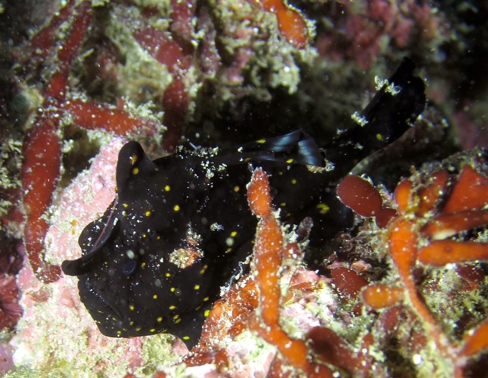 クマドリカエルアンコウ　クロクマ　神奈川　ダイビング　日帰り　江の浦　生物　水中写真　