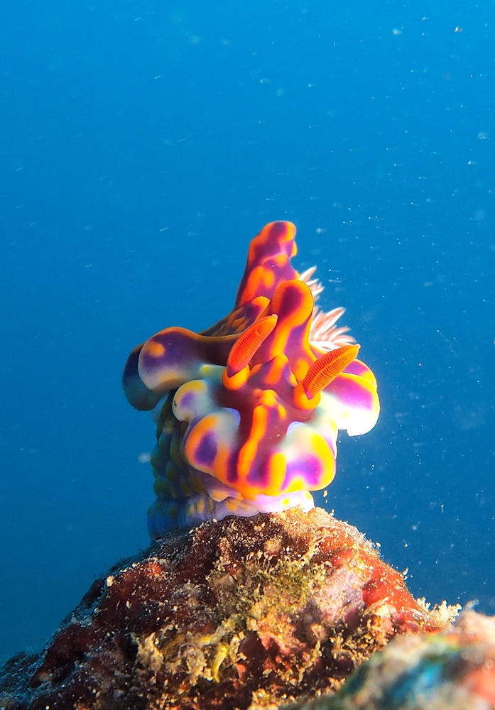 ミアミラウミウシ　神奈川　ダイビング　日帰り　江の浦　生物　水中写真　