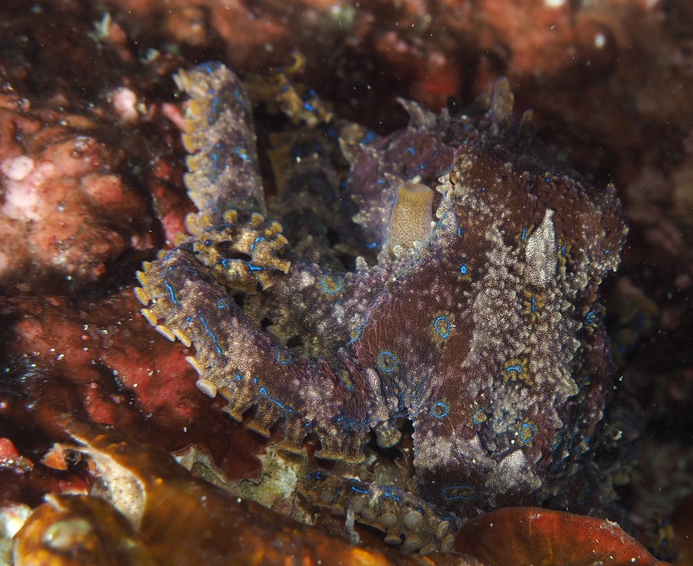 ヒョウモンダコ　神奈川　ダイビング　日帰り　江の浦　生物　水中写真　