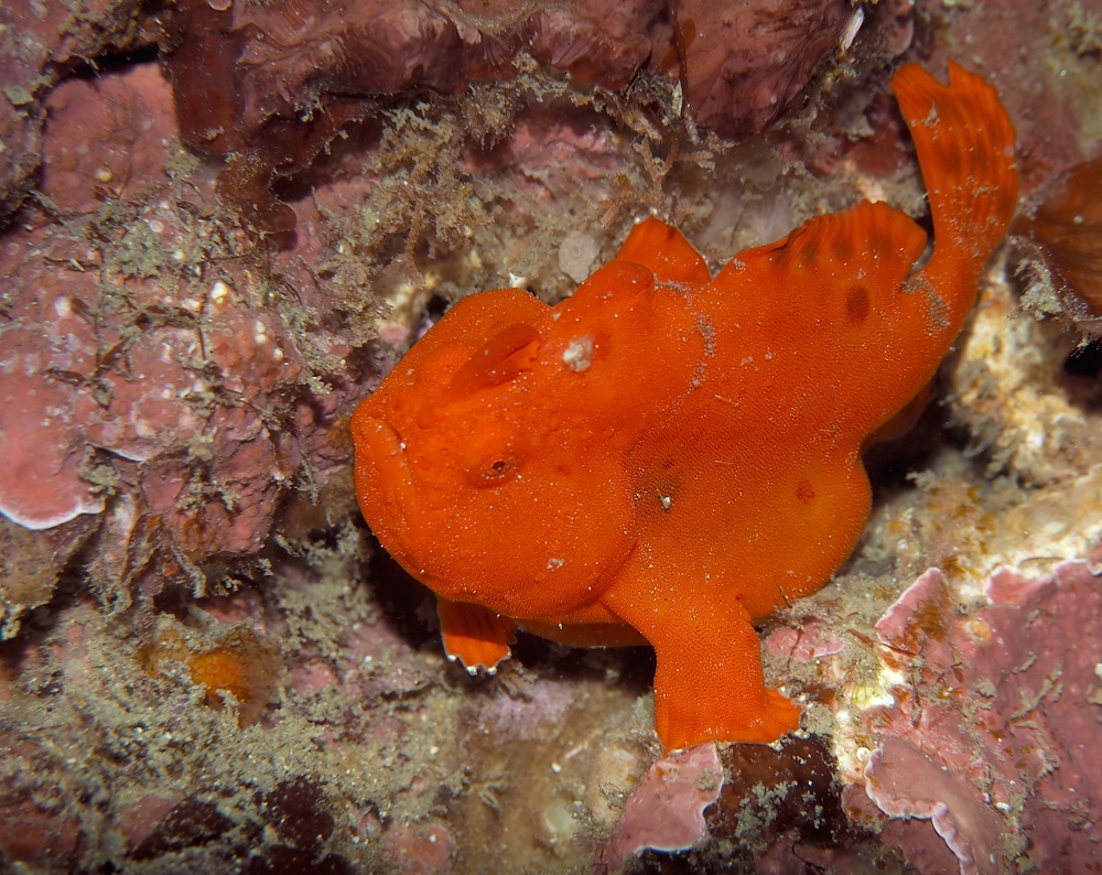 イロカエルアンコウ　神奈川　ダイビング　日帰り　江の浦　生物　水中写真　