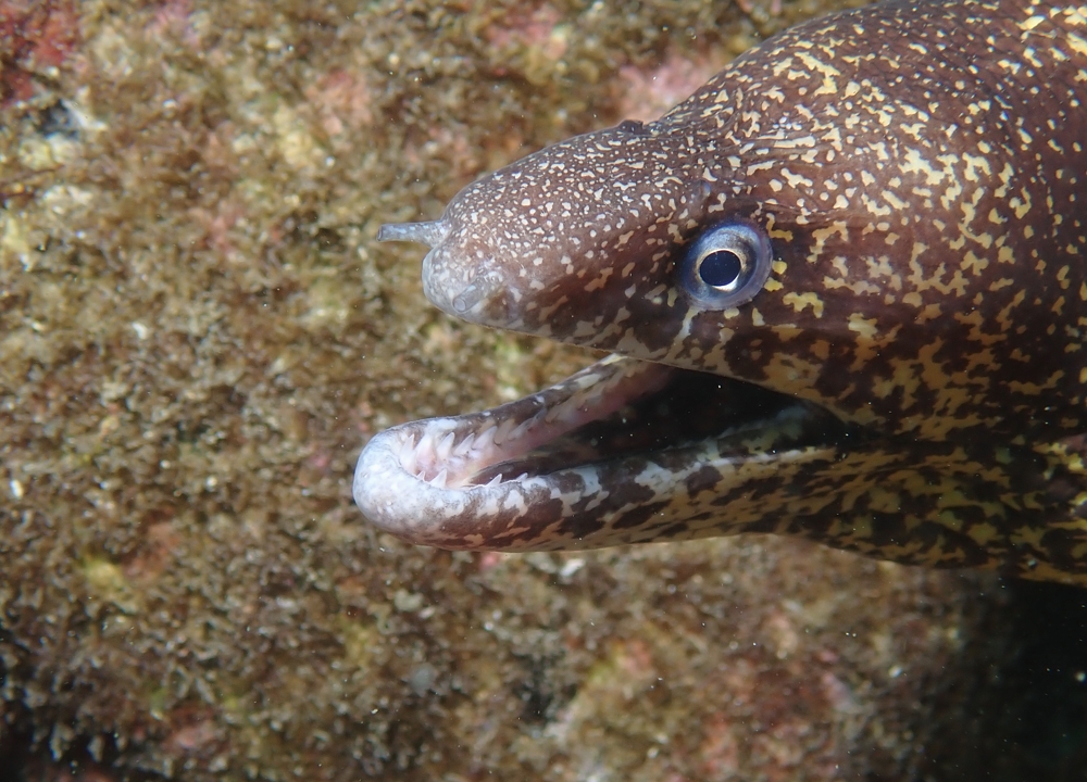 ウツボ　神奈川　ダイビング　日帰り　江の浦　生物　水中写真　