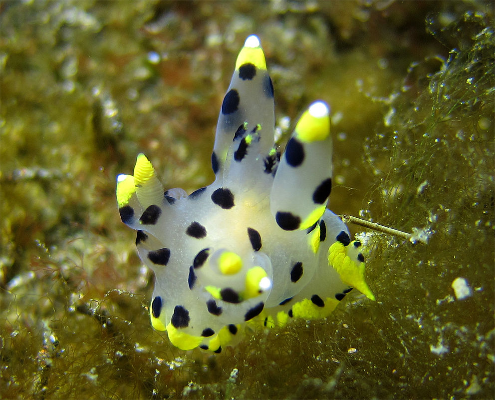 ミズタマウミウシ　大瀬崎　伊豆　ダイビング