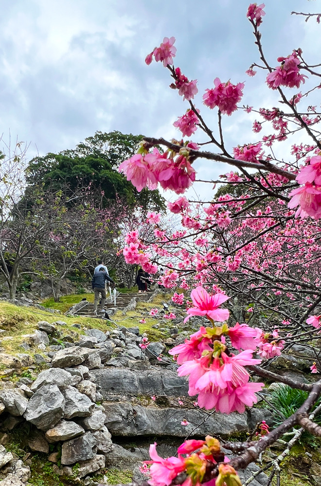 今帰仁城　本部　沖縄　石垣　寒緋桜