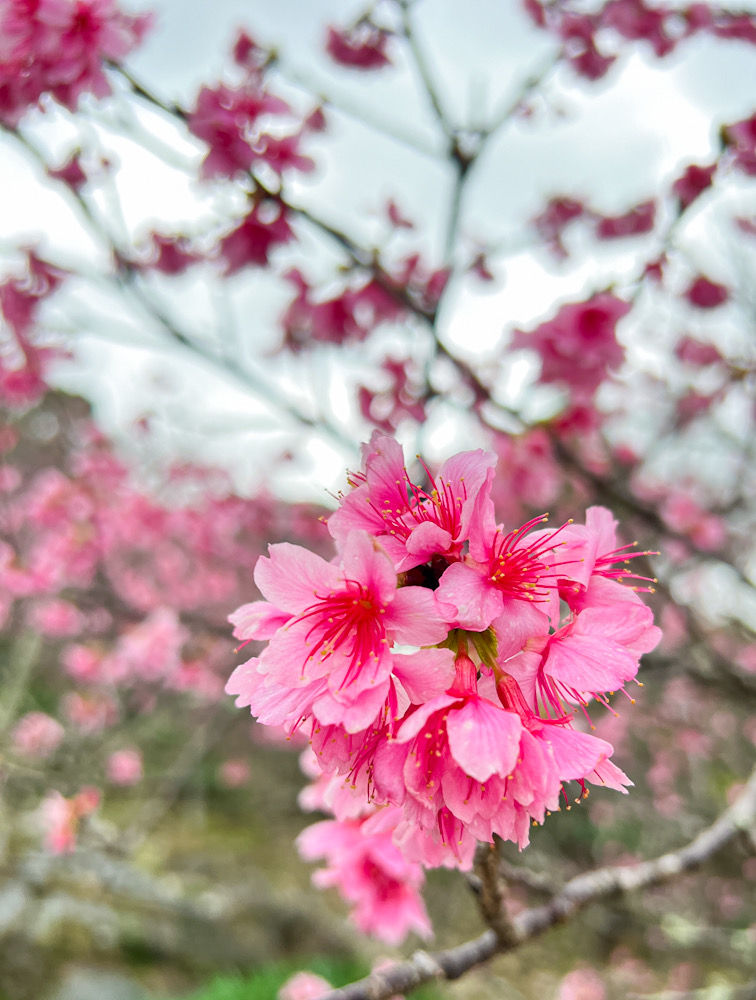 今帰仁城　本部　沖縄　石垣　寒緋桜