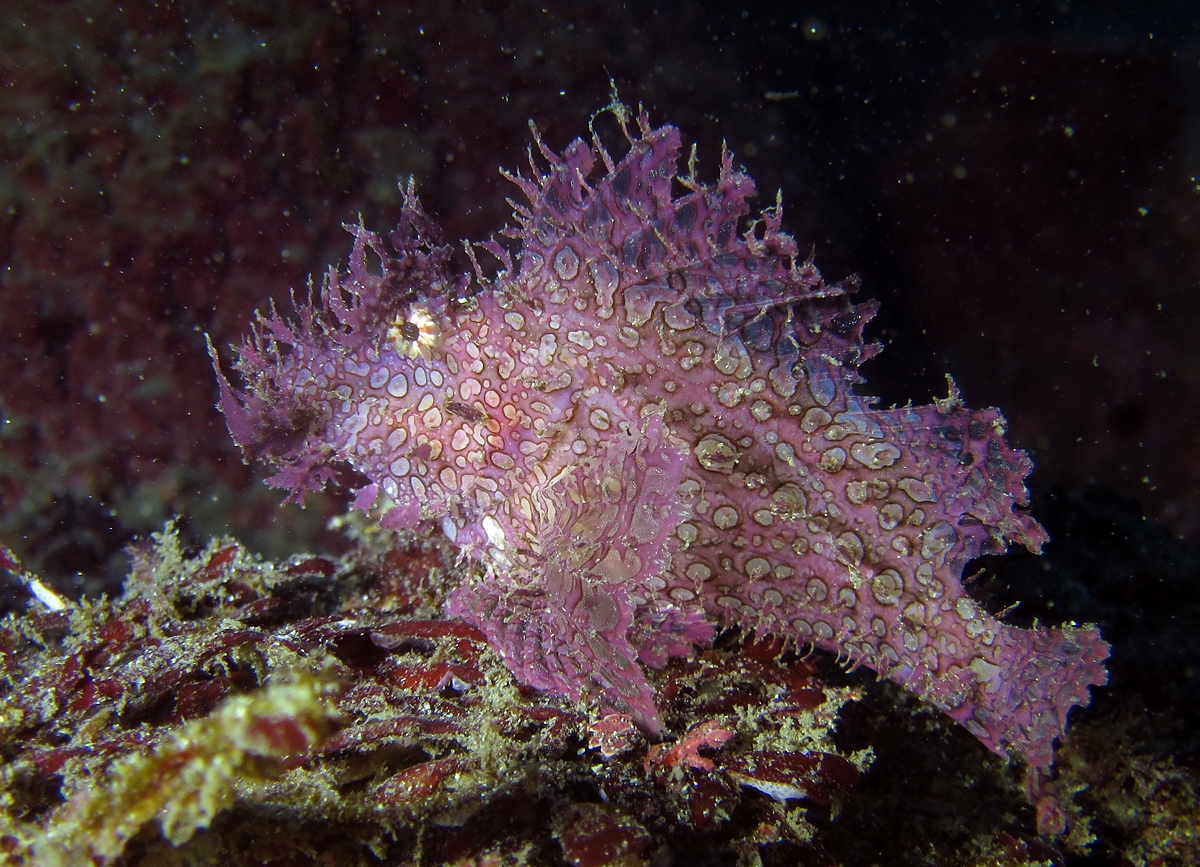 江の浦　ダイビング　ボロカサゴ　神奈川　ツアー