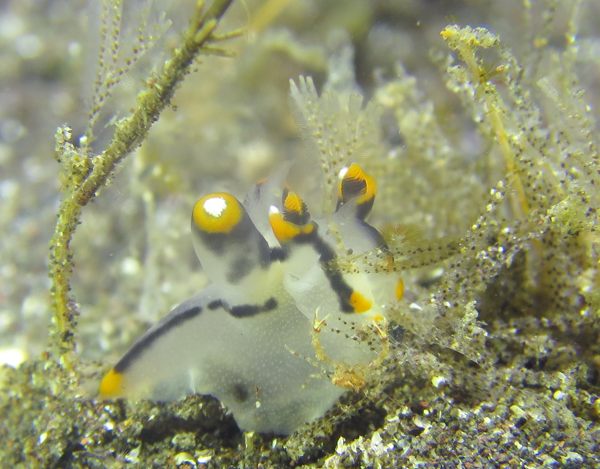 ツノザヤウミウシ　大瀬崎　ダイビング　神奈川　日帰り