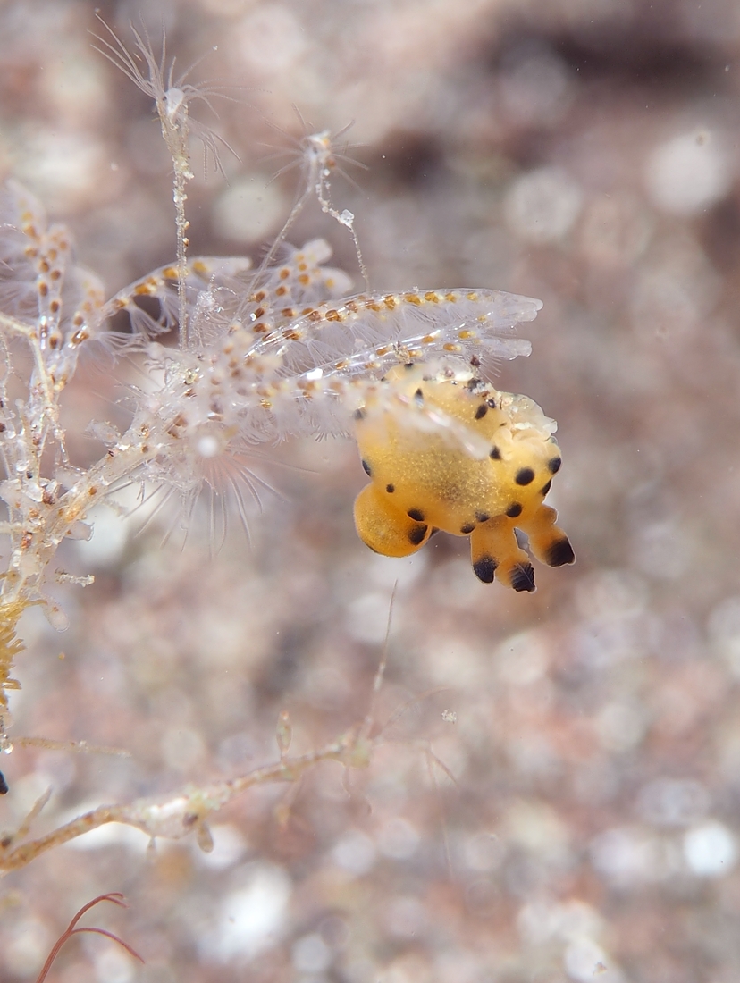 ダイビング　水中写真練習　水中撮影　伊豆　神奈川　ラウト　講習　PADI