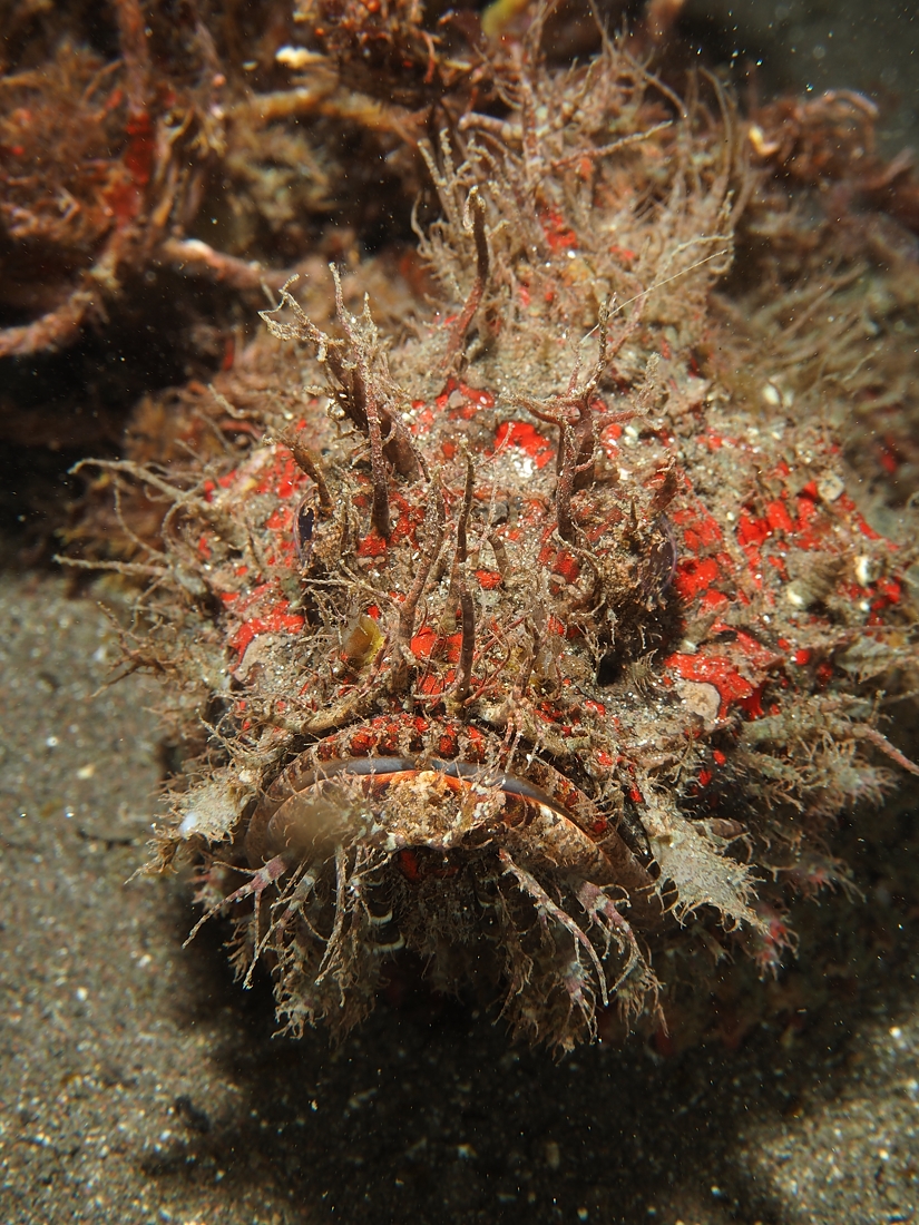 ダイビング　水中写真練習　水中撮影　伊豆　神奈川　ラウト　講習　PADI