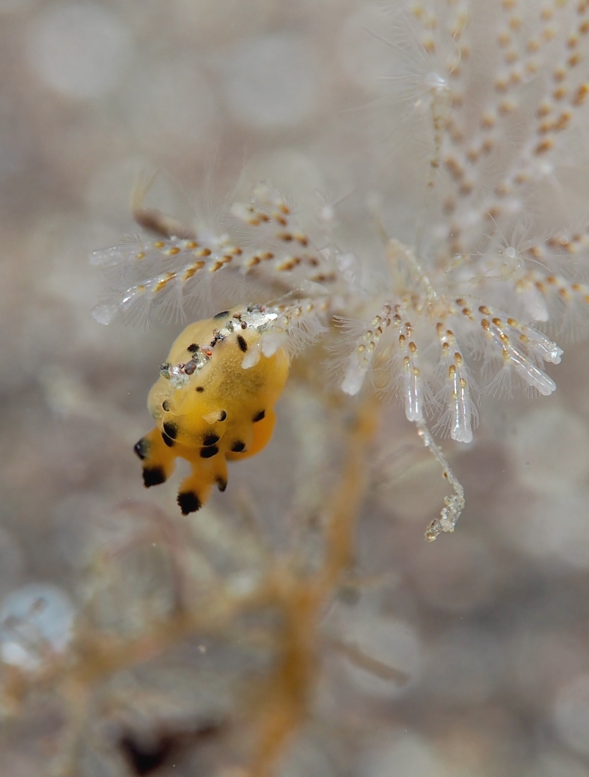 ダイビング　水中写真練習　水中撮影　伊豆　神奈川　ラウト　講習　PADI