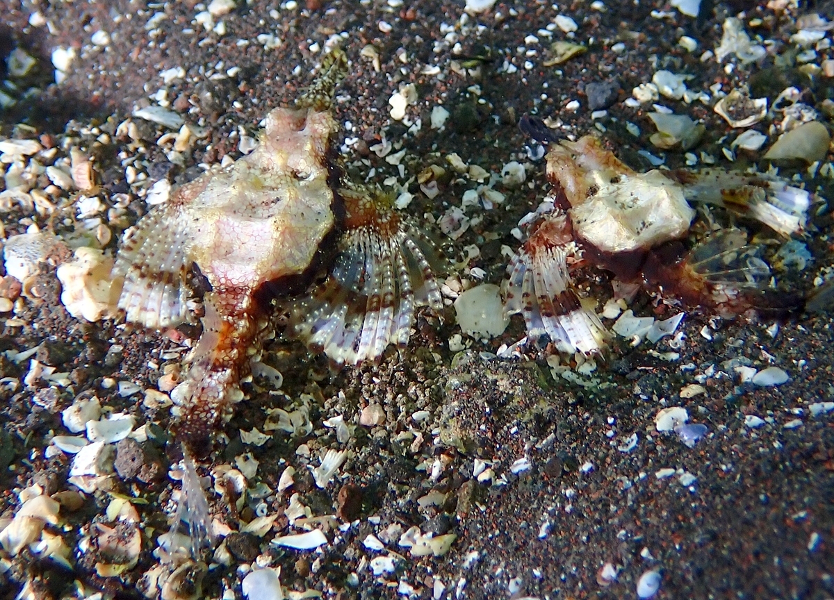 ダイビング　水中写真練習　水中撮影　伊豆　神奈川　ラウト　講習　PADI