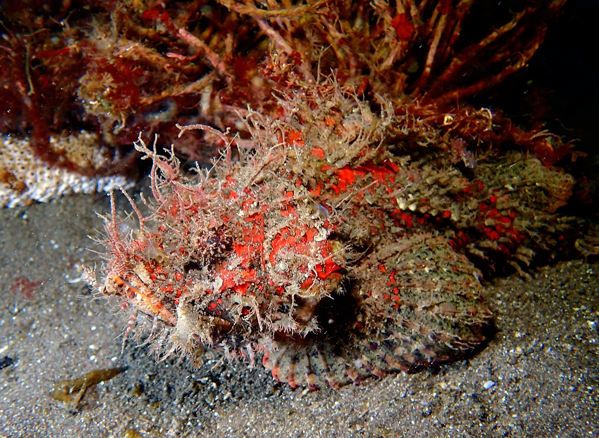 ダイビング　水中写真練習　水中撮影　伊豆　神奈川　ラウト　講習　PADI