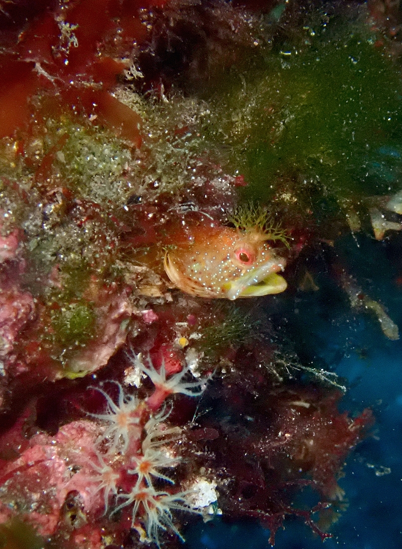 ダイビング　水中写真練習　水中撮影　伊豆　神奈川　ラウト　講習　PADI