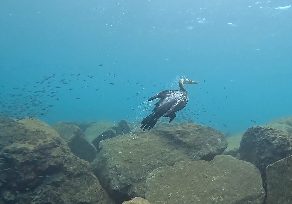ウミウ　海鵜　鵜飼い　水中　ダイビング　撮影
