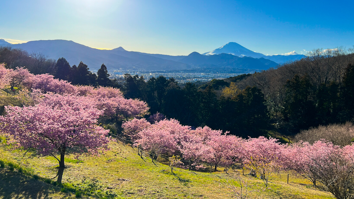 足柄郡大井町　河津桜　撮影