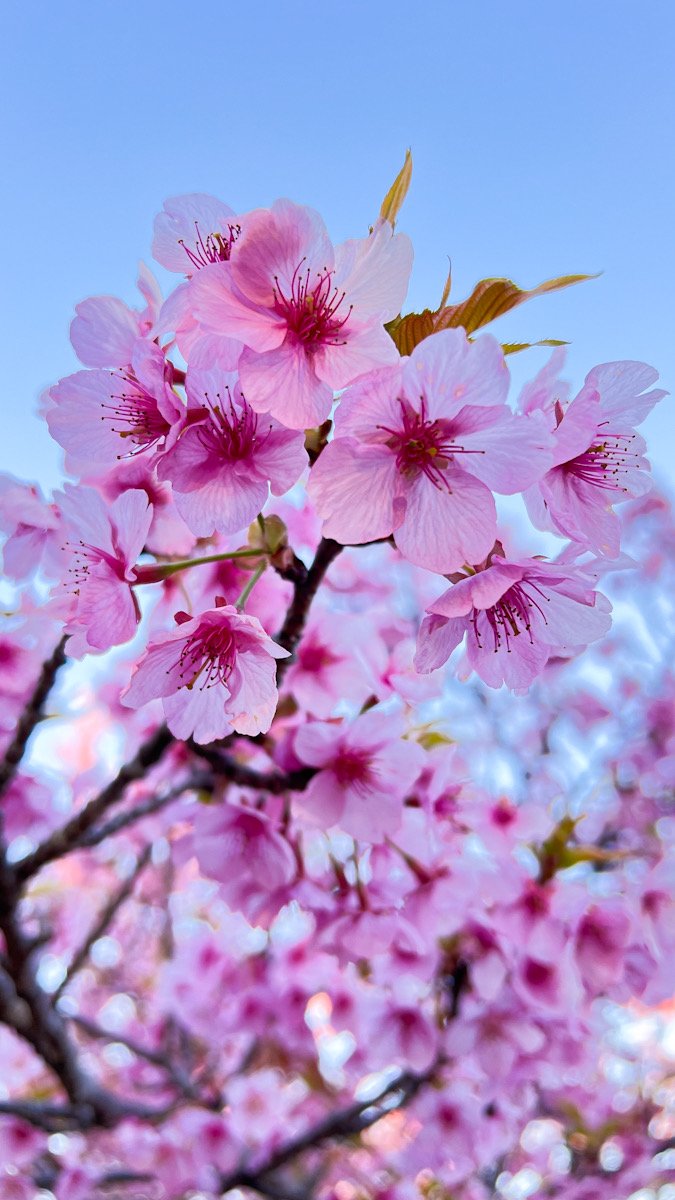 足柄郡大井町　河津桜　撮影