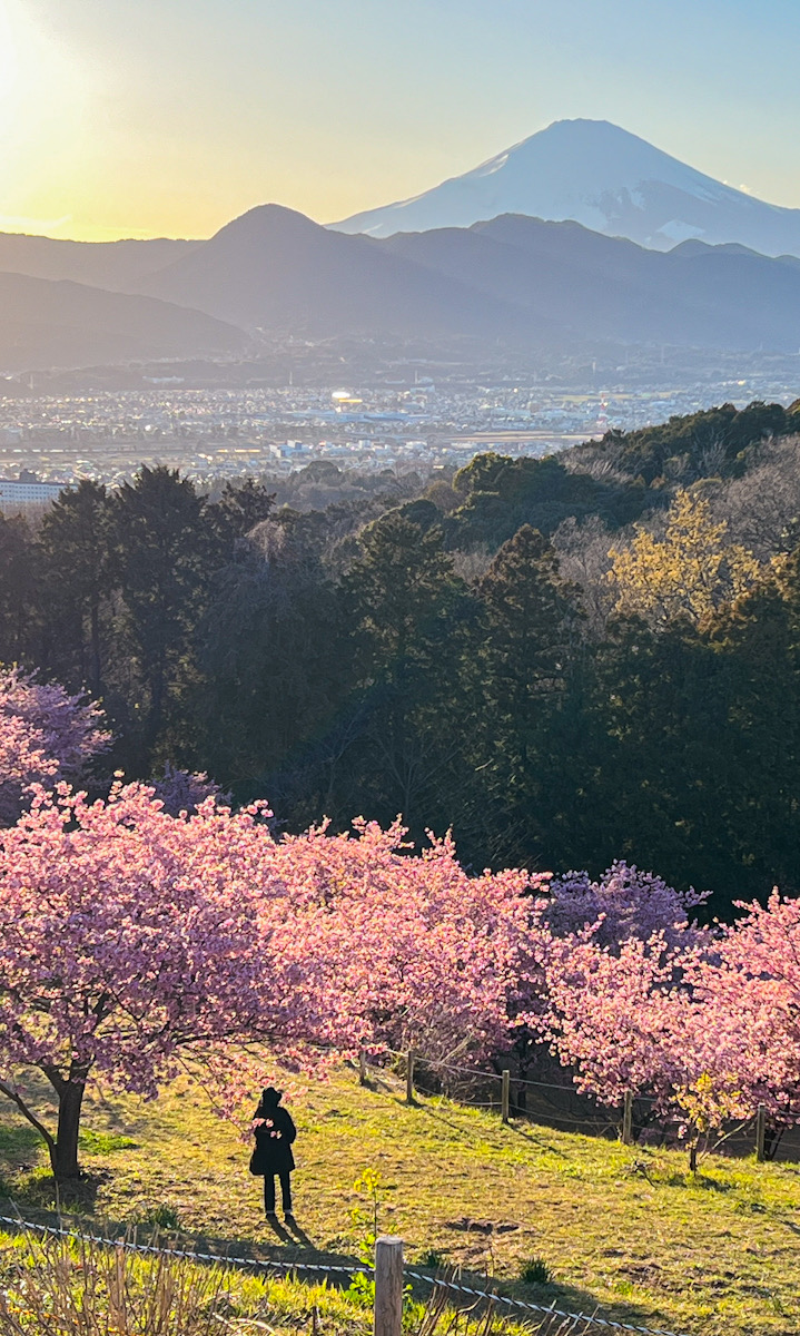 足柄郡大井町　河津桜　撮影