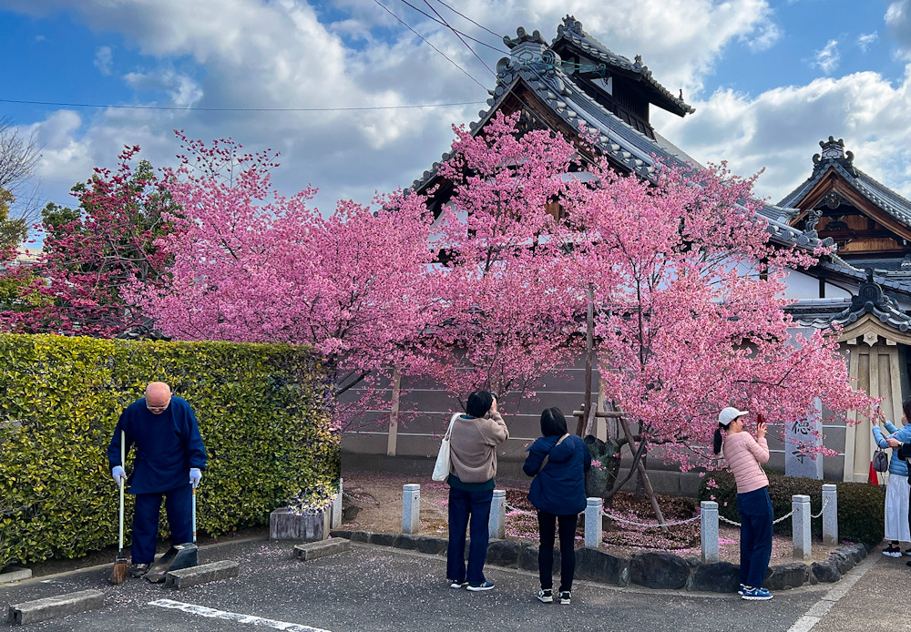 桜　京都　オカメザクラ