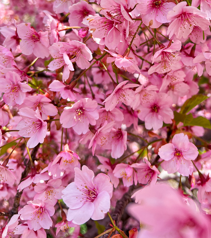 春分　桜　春