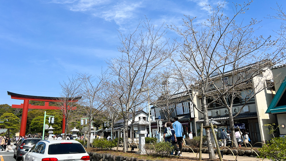 鎌倉　桜　ダイビング　お店　営業　大船　ラウト