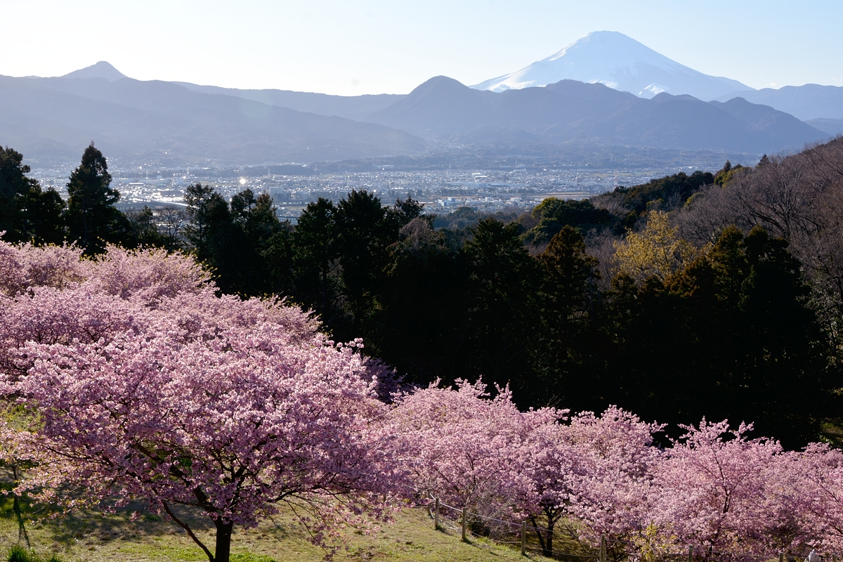 河津桜　神奈川　足柄