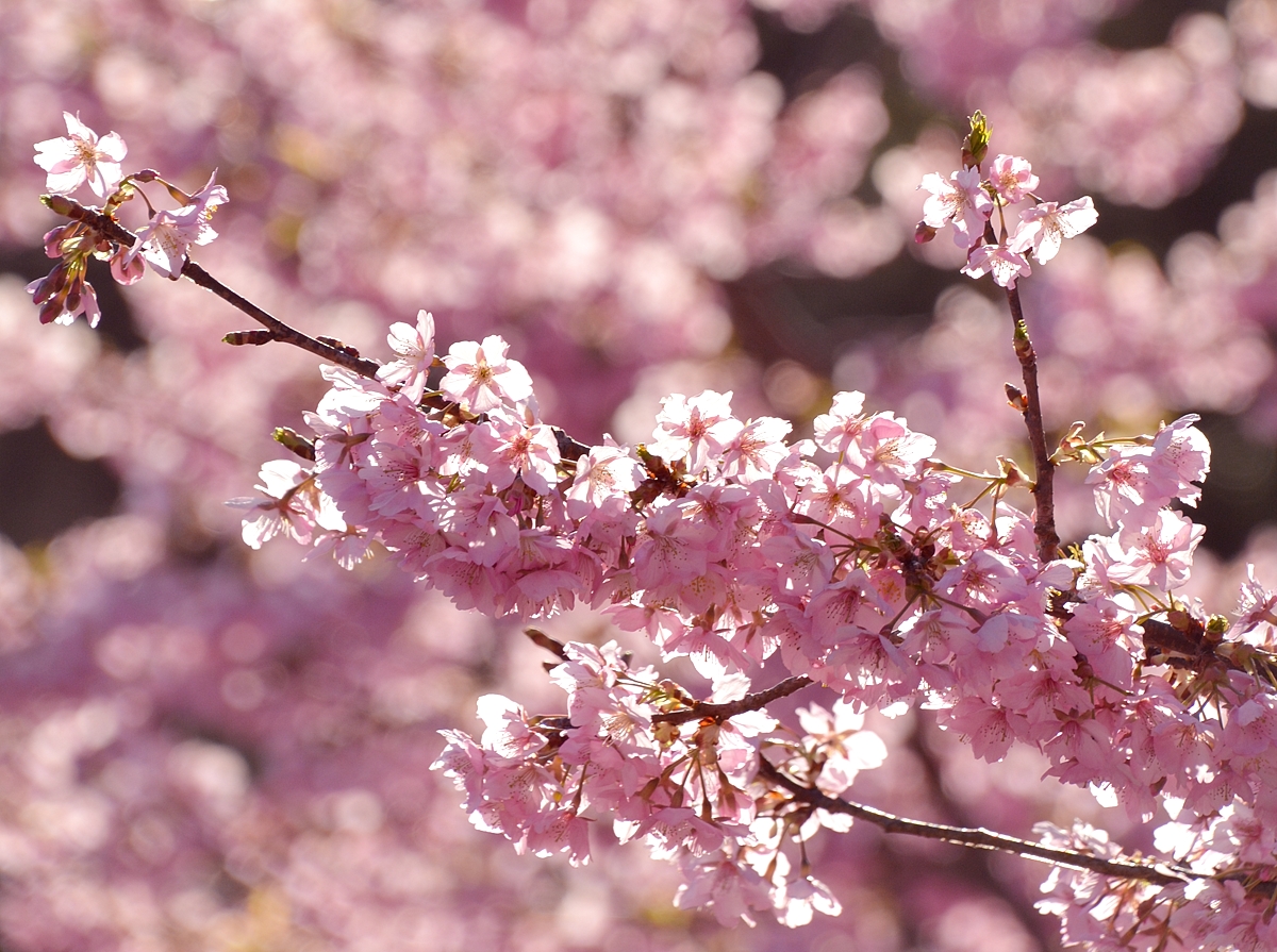 河津桜　神奈川　足柄