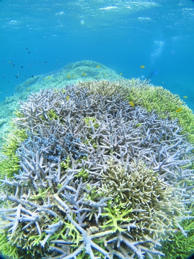 西表島　サンゴ　珊瑚　ラウト　大船　鎌倉　ツアー　ダイビング
