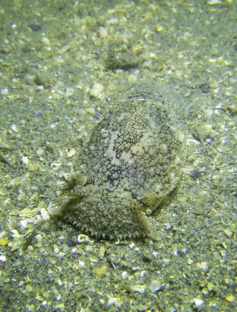 ウミウシ　浜名湖　スキューバダイビング　