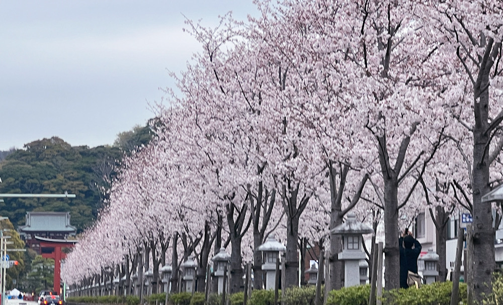 鎌倉　桜　2024 段葛