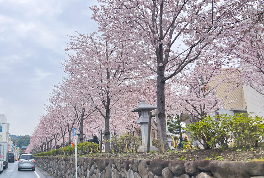 鎌倉　段葛　桜　2024