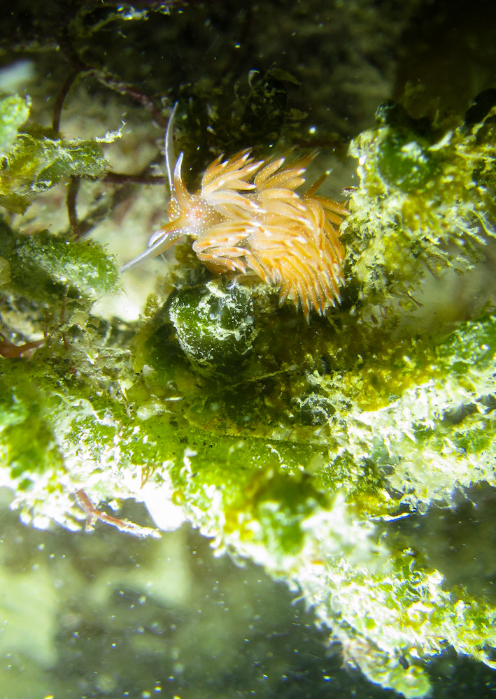 ウミウシ　浜名湖　スキューバダイビング　