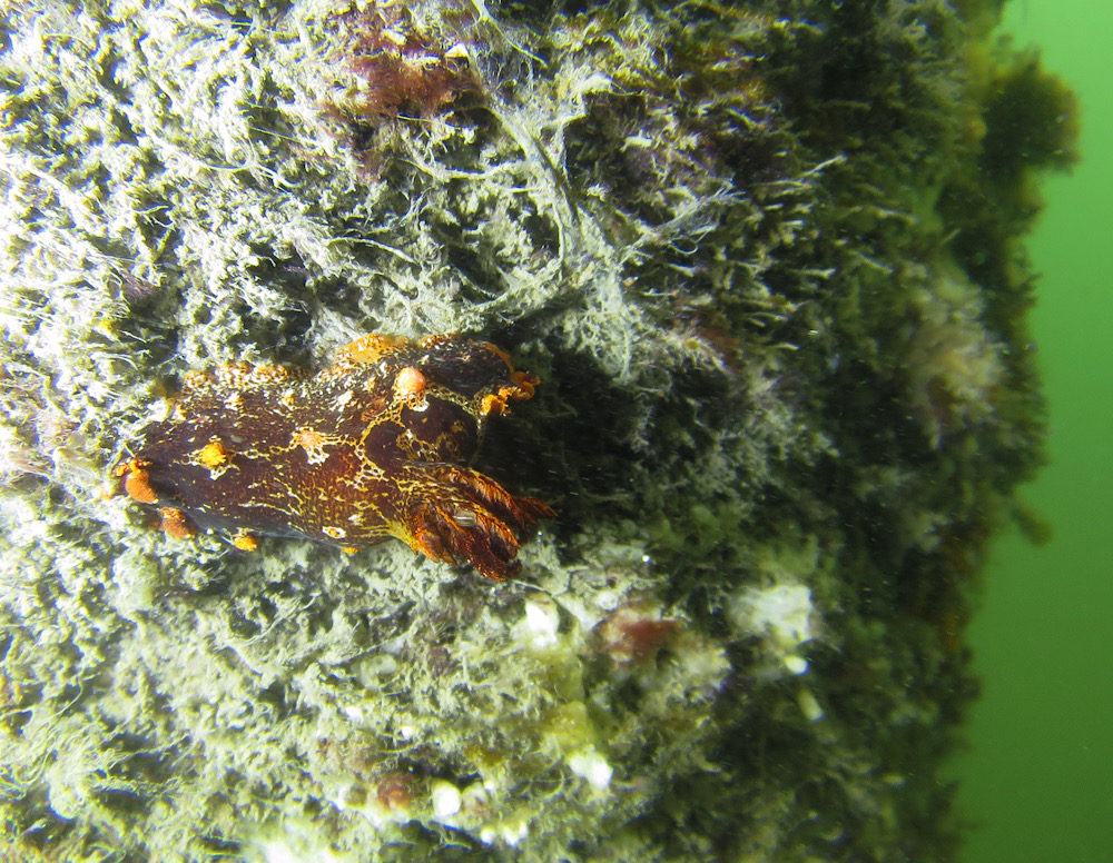 ウミウシ　浜名湖　スキューバダイビング　