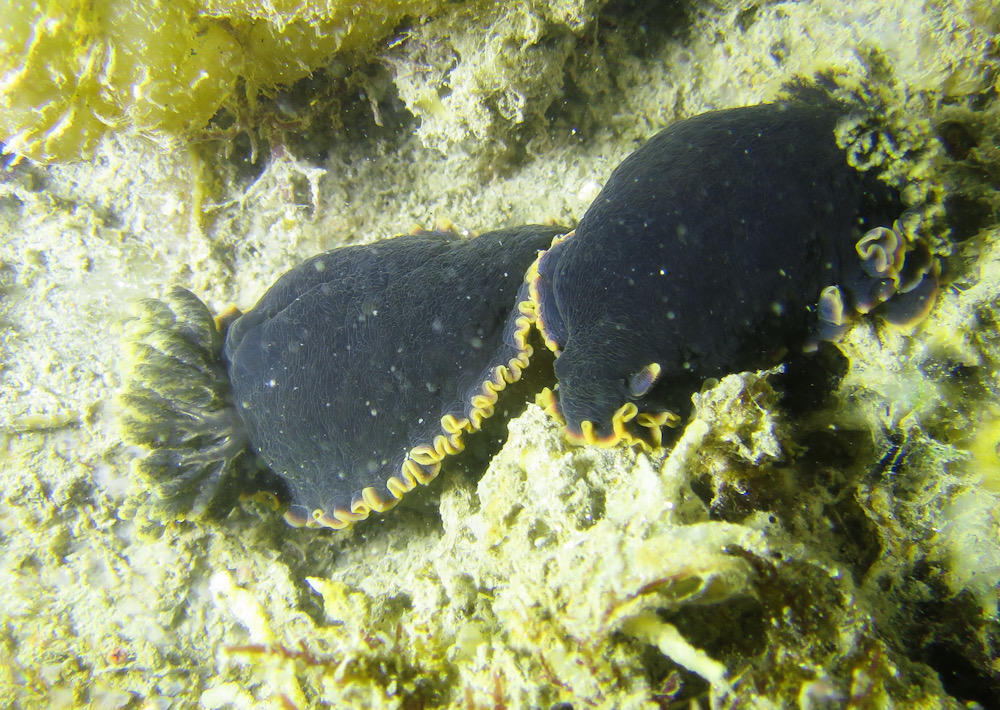 ウミウシ　浜名湖　スキューバダイビング　