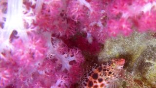 水槽用コーラル模型 ピンク 紫　中型 水槽用コーラル模型 ピンク 紫 中型