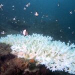 田子　フタスジリュウキュウスズメダイ　イシガキダイ　サンゴガニ ニシキフウライウオ　伊豆ダイビング