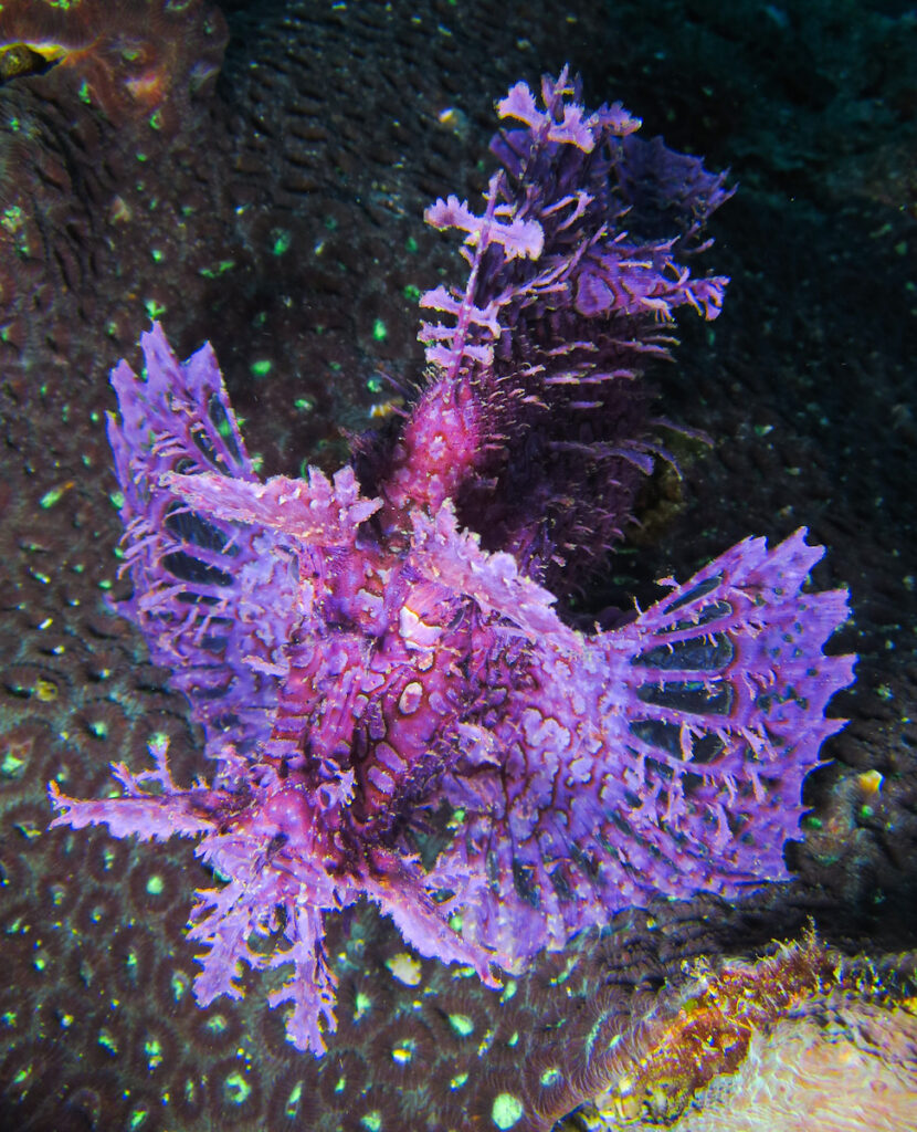 S級レア魚 ボロカサゴが田子に現る！ - PADIスキューバダイビング