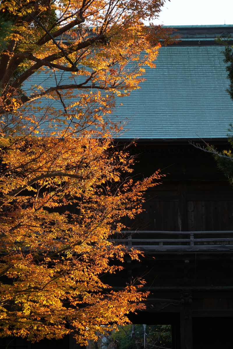 横浜　紅葉　三渓園　稱名寺　東光禅寺