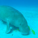 フィリピン　ブスアンガ　ジュゴン