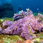 熱海　ダイビング　沈船　ボロカサゴ
