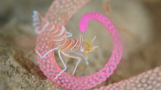 富山県の滑川でナイトダイビング三昧ツアー開催｜ラウト鎌倉店