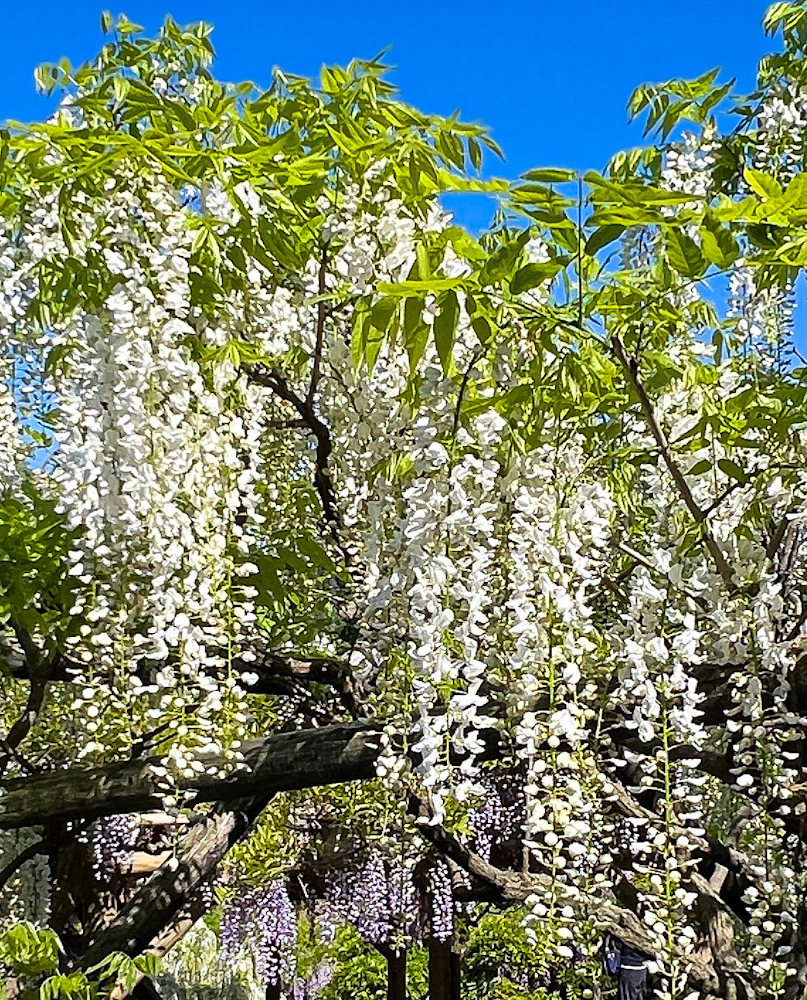 藤の花 横須賀しょうぶ園