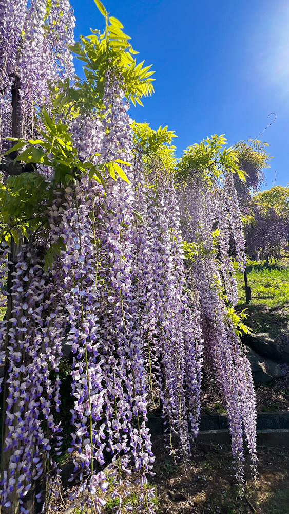 藤の花 横須賀しょうぶ園