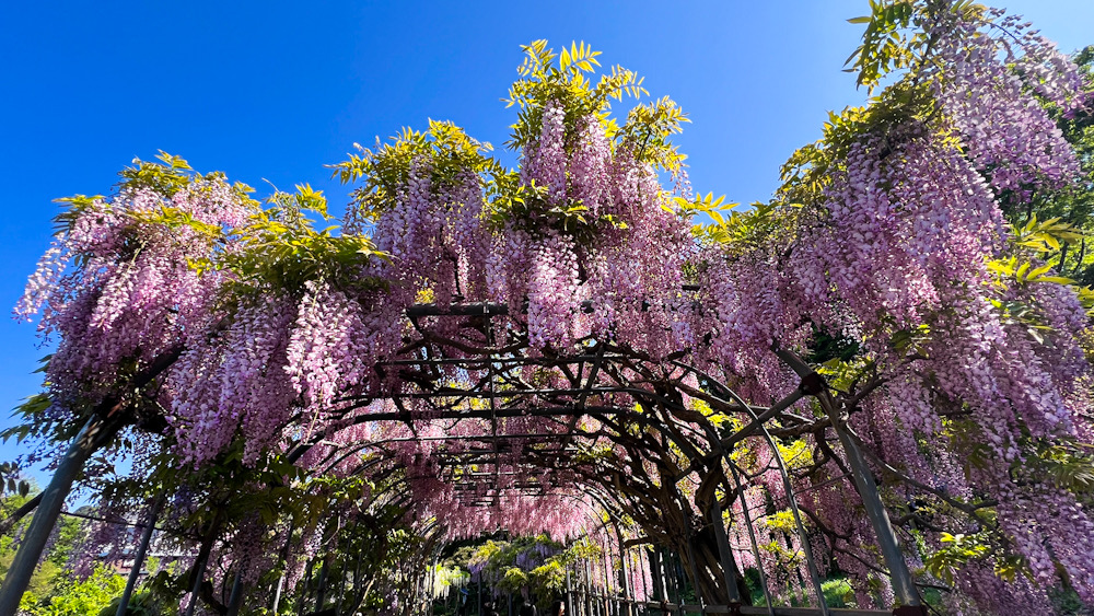 藤の花 横須賀しょうぶ園