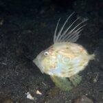 西伊豆浮島でナイトダイビング中に見たマトウダイ