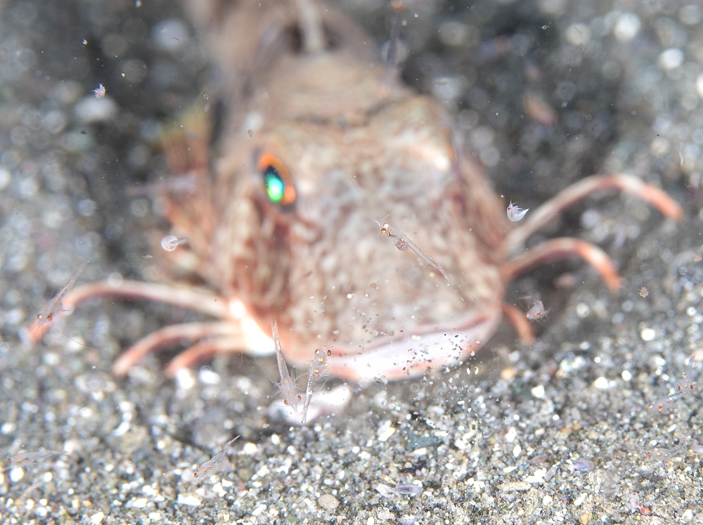 西伊豆浮島でナイトダイビング中に見たホウボウ